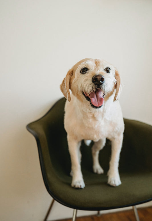 Sustainable Dog Ownership: Choosing Eco-Friendly Pet Products and Toys