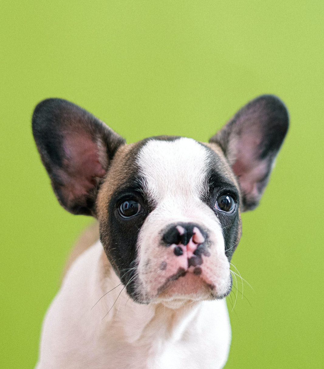 Curated premium brands for your pet