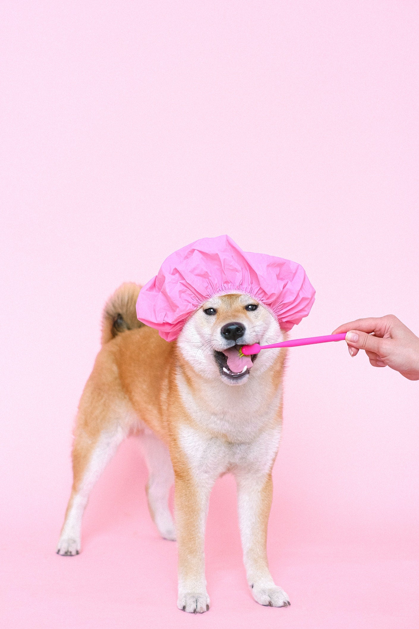 Pet Toothbrush