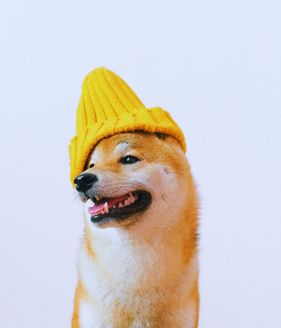 Curated premium brands for your pet