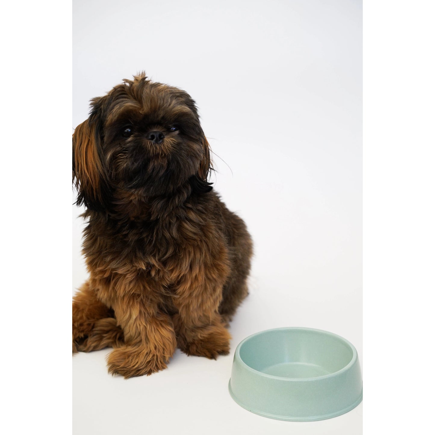 Water Bowl for Dogs