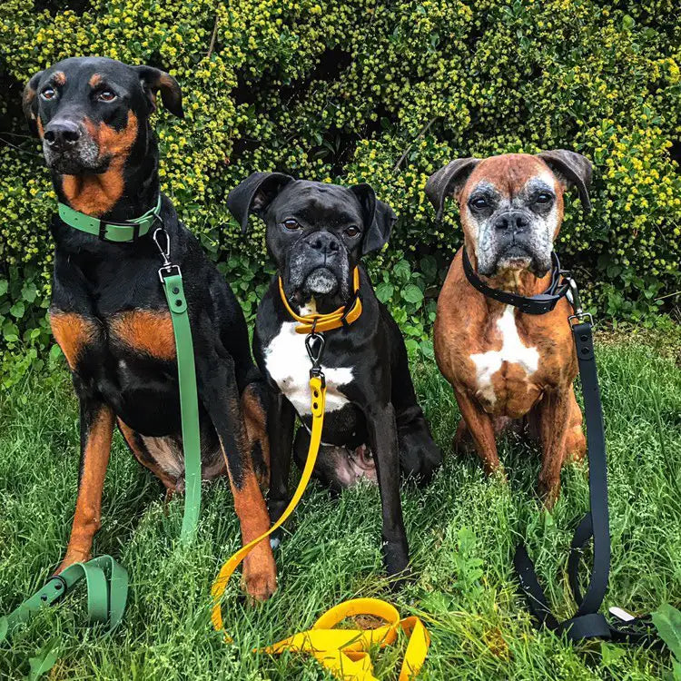 Best Dog Collar