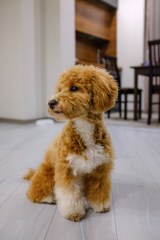10 Things You Should Know About Toy Poodles